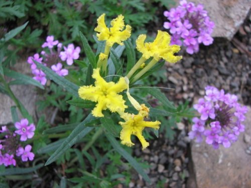 Fringed Puccoon (Lithospermum incisum)