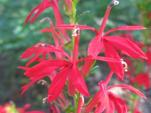 Cardinal Flower (Lobelia cardinalis)