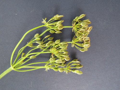 Desert Biscuitroot (Lomatium foeniculaceum)