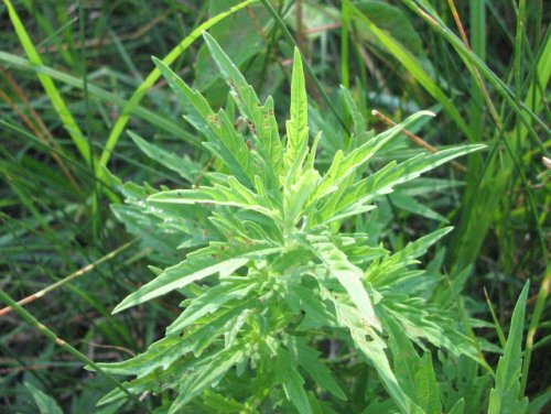 American Bugleweed (Lycopus americanus)