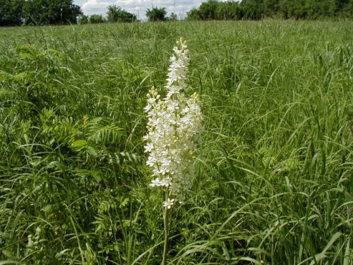 Virginia Bunchflower (Melanthium virginicum)