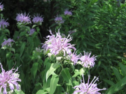 Mint-leaf Beebalm (Monarda fistulosa)