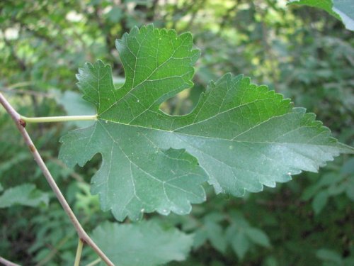 White Mulberry (Morus alba)