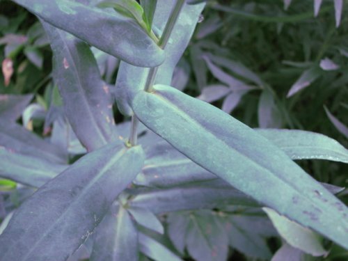 Smooth blue aster (Aster laevis)