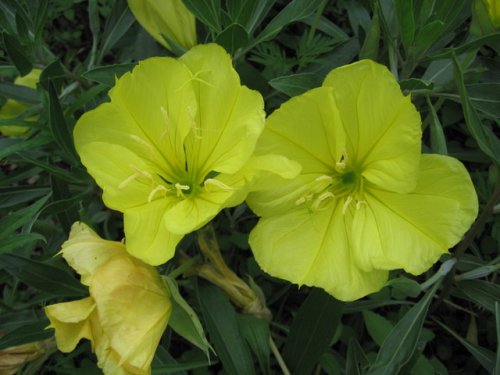 Missouri evening primrose (Oenothera macrocarpa)