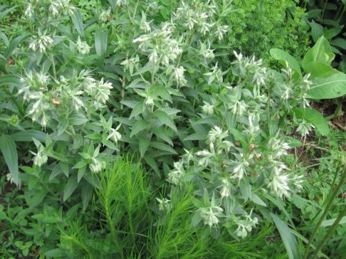 Western Marbleseed (Onosmodium molle)