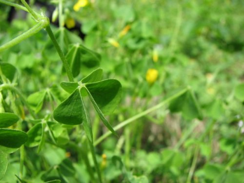 Gray-green Wood Sorrel (Oxalis dillenii)