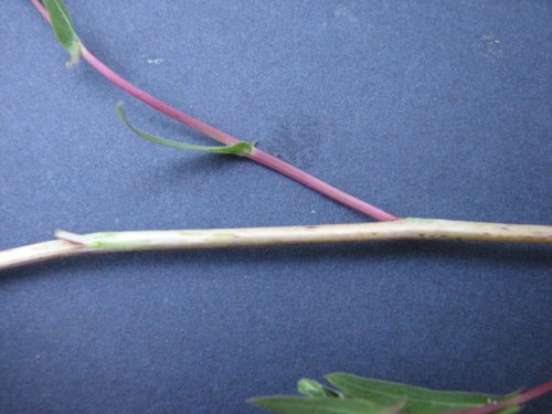 Willow Leafed Lettuce (Lactuca saligna)