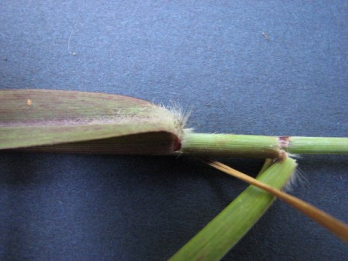 Switchgrass (Panicum virgatum)