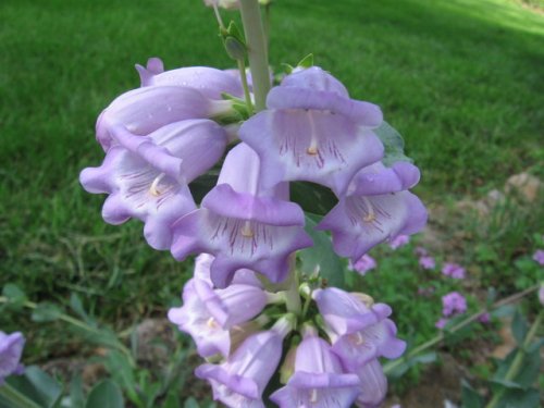 Large-flower beardtongue (Penstemon grandiflorus)