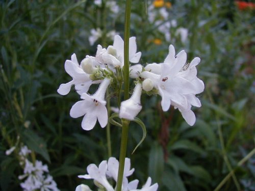 Tube Beardtongue (Penstemon tubiflorus)