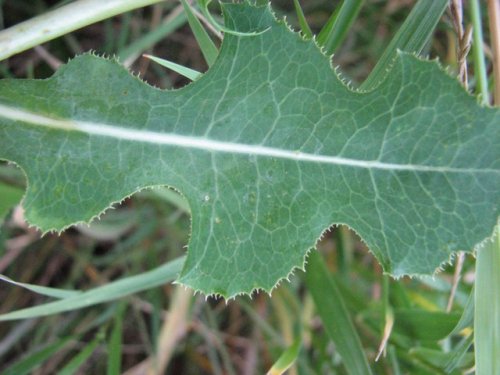 Prickly Lettuce (Lactuca serriola)