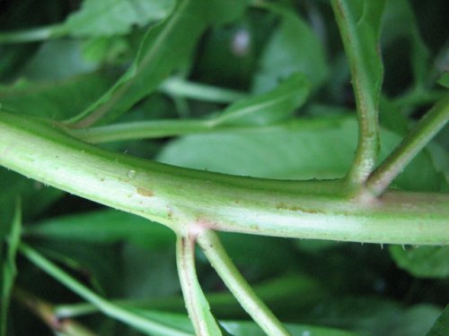 Ditch Stonecrop (Penthorum sedoides)