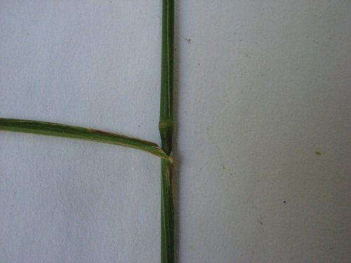 Timothy (Phleum pratense)