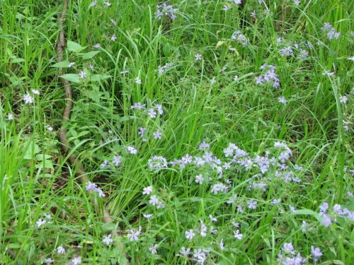 Blue Phlox (Phlox divaricata)