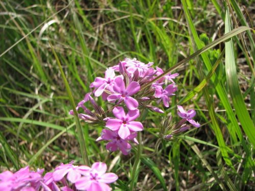 Prairie Phlox (Phlox pilosa)