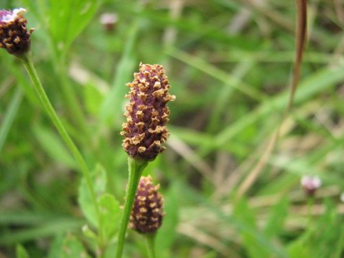 Lanceleaf Fogfruit (Phyla lanceolata)