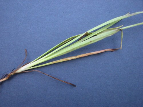 Largebracted Plantain (Plantago aristata)