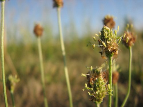 English Plantain (Plantago lanceolata)