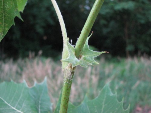 Common Sycamore (Platanus occidentalis)