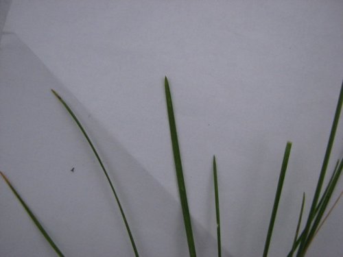 Kentucky Bluegrass (Poa pratensis)