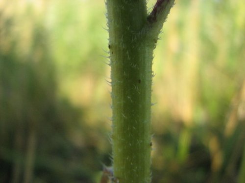 Annual Sunflower (Helianthus annuus)