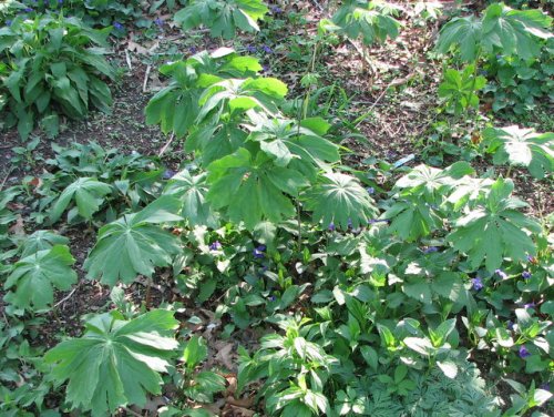 May Apple (Podophyllum peltatum)