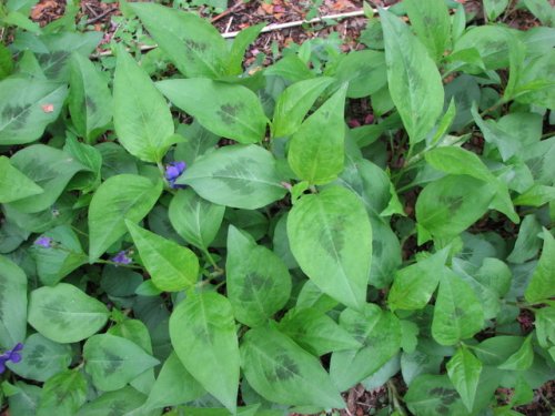 Virginia Knotweed (Polygonum virginianum)