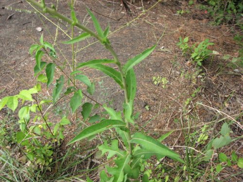 Canada Lettuce (Lactuca canadensis)