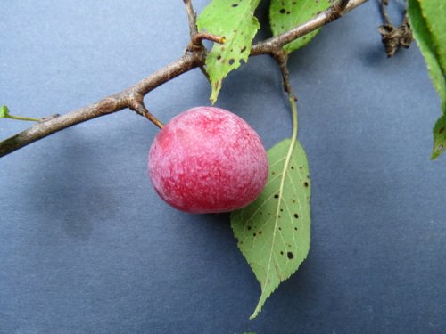 Wild Plum (Prunus americana)