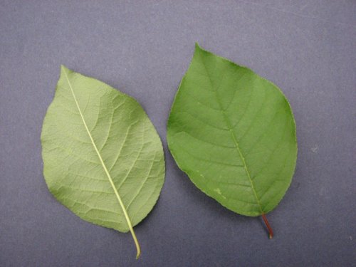 Choke Cherry (Prunus virginiana)