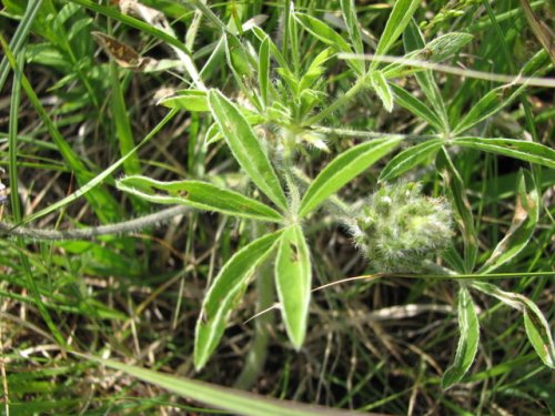 Prairie Turnip (Psoralea esculenta)