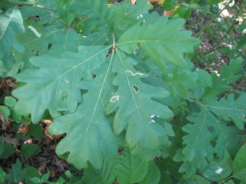 White Oak (Quercus alba)