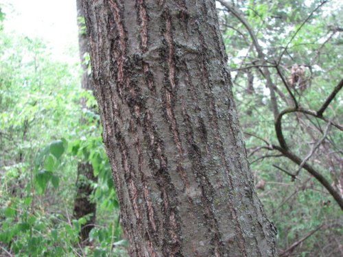 Red Oak (Quercus borealis)