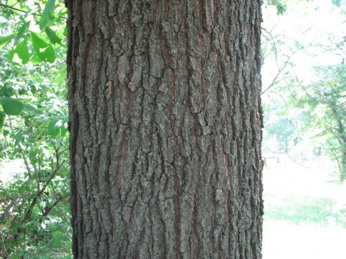 Shingle Oak (Quercus imbricaria)