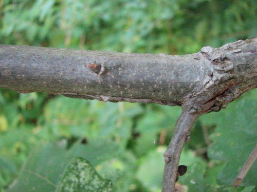 Bur Oak (Quercus macrocarpa)