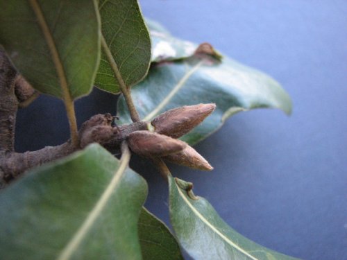 Black Jack Oak (Quercus marilandica)