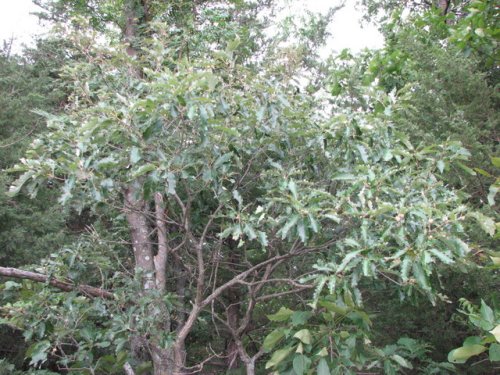 Dwarf Chinquapin Oak (Quercus prinoides)