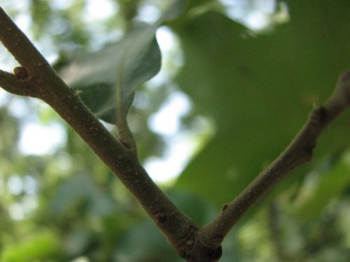 Post Oak (Quercus stellata)