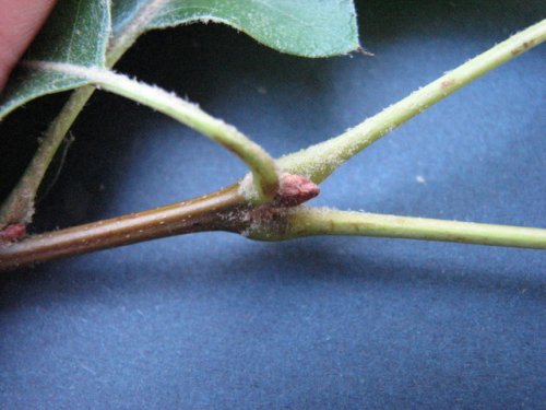 Black Oak (Quercus velutina)