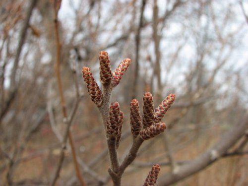 Aromatic Sumac (Rhus aromatica)