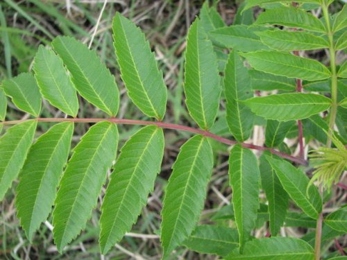 Smooth Sumac (Rhus glabra)