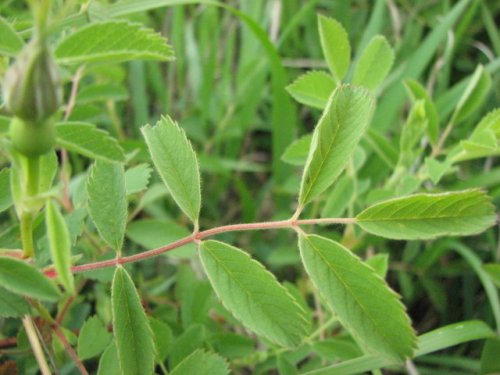 Prairie Rose (Rosa arkansana)