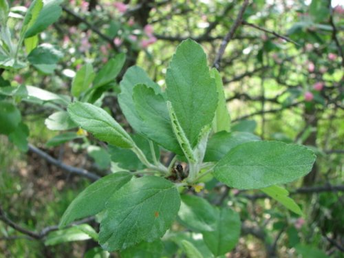 Prairie Crabapple (Malus ioensis)