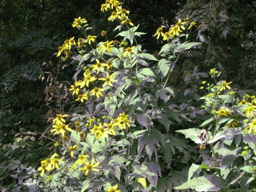 Cutleaf Coneflower (Rudbeckia laciniata)