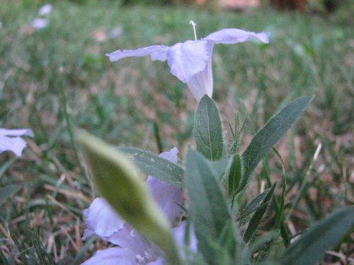 Prairie Petunia (Ruellia humilis)