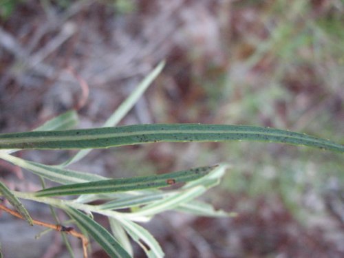 Sandbar Willow (Salix exigua)