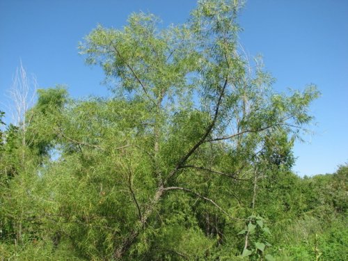 Black Willow (Salix nigra)