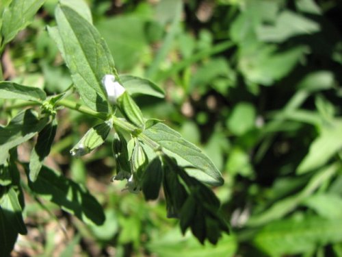 Lanceleaf Sage (Salvia reflexa)