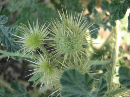 Buffalobur Nightshade (Solanum rostratum)